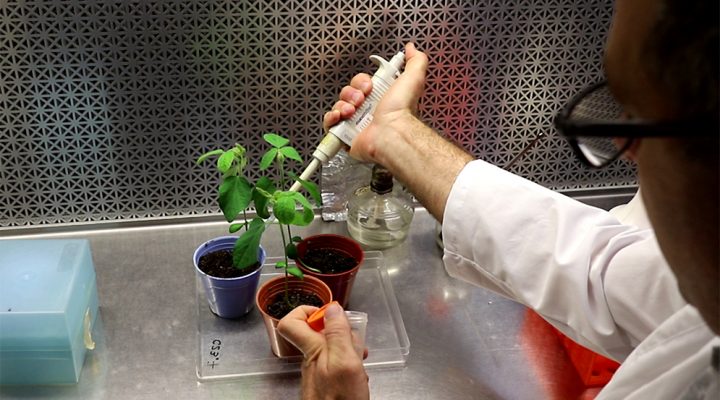 Mejoran un biofertilizante para aumentar su productividad hasta 6 veces
