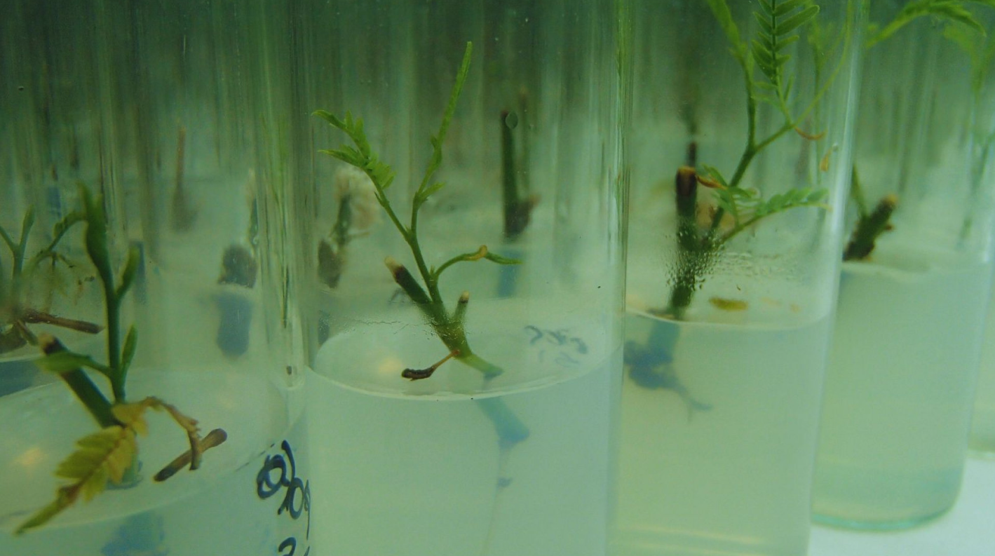 Con biotecnología, buscan conservar el algarrobo blanco