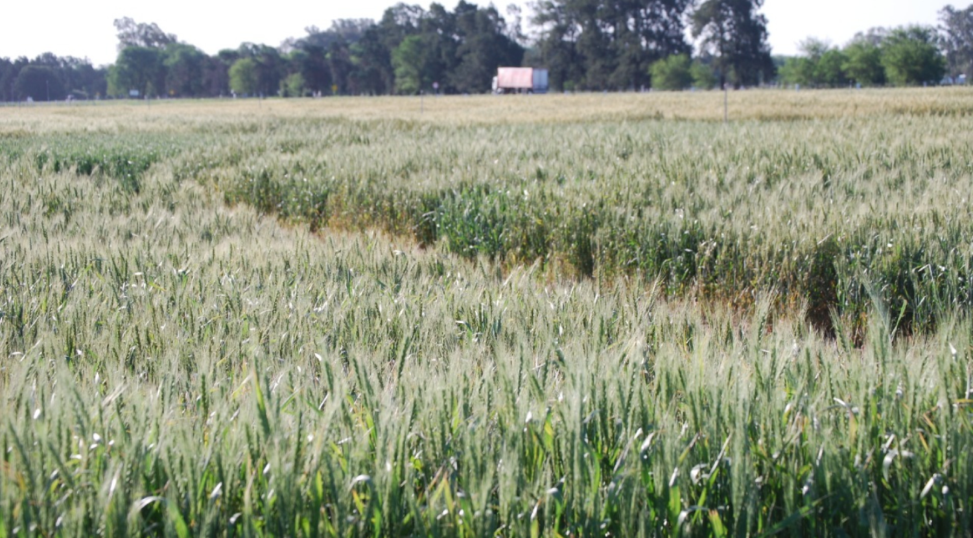 Una campaña ideal para evaluar la genética del trigo argentino