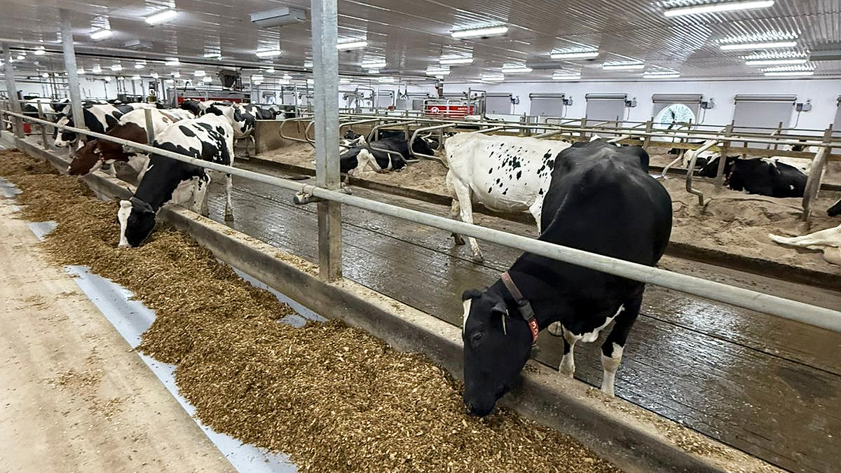 En Canadá, participa de la mayor feria lechera del mundo para traer innovación a su tambo modelo