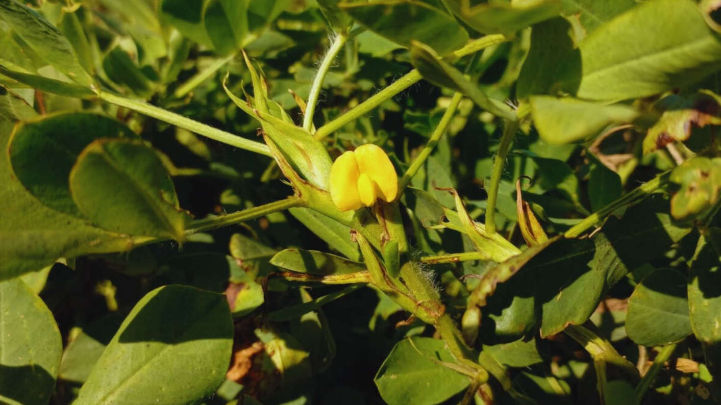 ¿Por qué el maní cordobés es el más dulce del mundo?