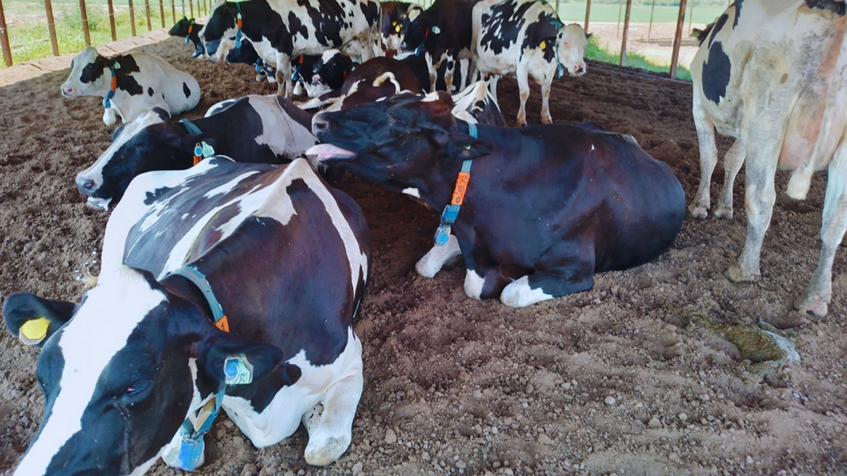 Lechería: usan tecnologías de precisión para anticiparse al estrés térmico en vacas