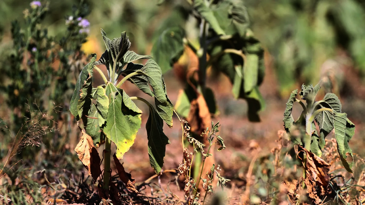 La Provincia lanza un Seguro Multirriesgo Agrícola: cubrirá hasta inundaciones y sequía