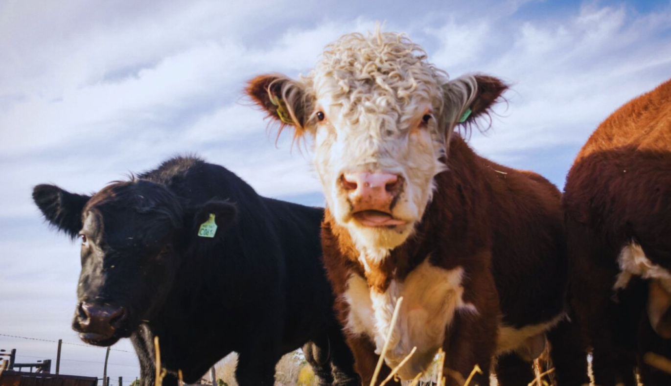 Ganadería ConCiencia: un aporte para una producción más eficiente