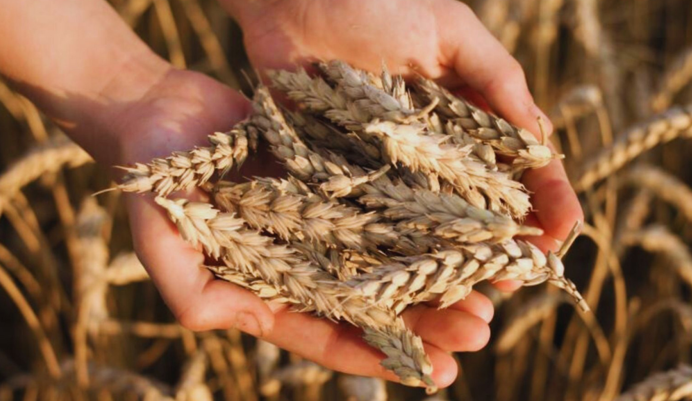 Trigo: recomendaciones para la elección de materiales para la próxima campaña