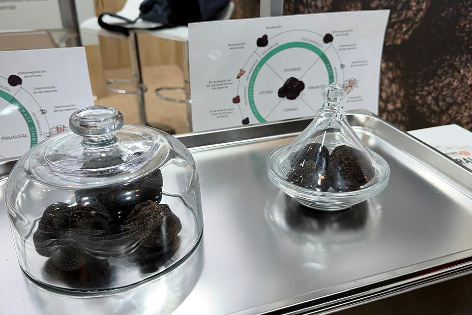 “Río Cuarto reúne condiciones ideales para producir trufas”
