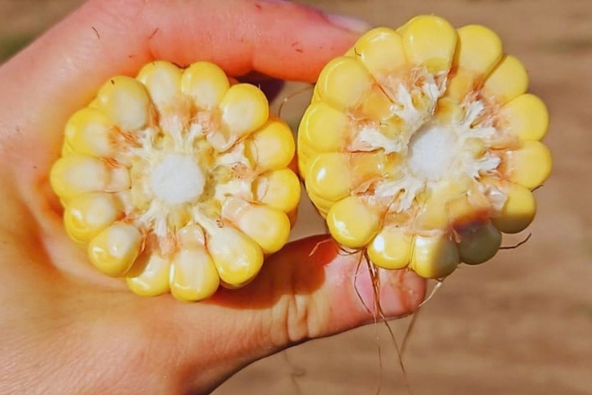 Maíz: aumentar la densidad de siembra mejora un 27 % el rendimiento del cultivo